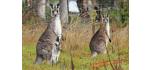 4D3N Tasmania FIT TOUR